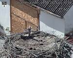Capi_Dubne_20250828_153004.jpg