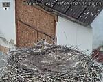 Capi_Dubne_20250828_190003.jpg