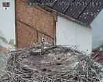 Capi_Dubne_20250828_191003.jpg