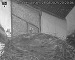 Capi_Dubne_20250828_202004.jpg
