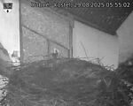 Capi_Dubne_20250829_055502.jpg