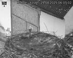 Capi_Dubne_20250829_060502.jpg