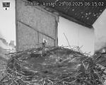 Capi_Dubne_20250829_061502.jpg