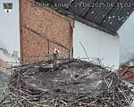 Capi_Dubne_20250829_063502.jpg