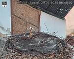 Capi_Dubne_20250829_064002.jpg
