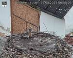 Capi_Dubne_20250829_065503.jpg