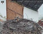 Capi_Dubne_20250829_070003.jpg