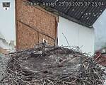 Capi_Dubne_20250829_072504.jpg