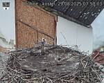Capi_Dubne_20250829_075003.jpg