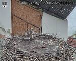 Capi_Dubne_20250829_080002.jpg