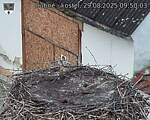 Capi_Dubne_20250829_095003.jpg