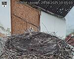 Capi_Dubne_20250829_100503.jpg