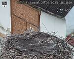 Capi_Dubne_20250829_101004.jpg