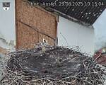 Capi_Dubne_20250829_101504.jpg