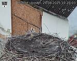 Capi_Dubne_20250829_102003.jpg
