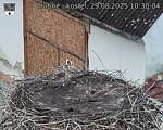 Capi_Dubne_20250829_103004.jpg