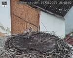 Capi_Dubne_20250829_104002.jpg