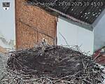 Capi_Dubne_20250829_104503.jpg