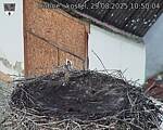 Capi_Dubne_20250829_105004.jpg
