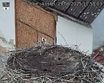 Capi_Dubne_20250829_115003.jpg