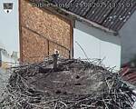 Capi_Dubne_20250829_133503.jpg