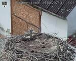 Capi_Dubne_20250829_150503.jpg