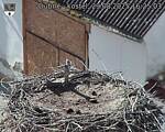 Capi_Dubne_20250829_162503.jpg