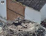 Capi_Dubne_20250829_164003.jpg