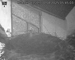 Capi_Dubne_20250830_054503.jpg