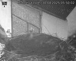 Capi_Dubne_20250830_055002.jpg
