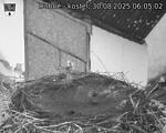 Capi_Dubne_20250830_060502.jpg