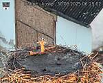Capi_Dubne_20250830_062502.jpg