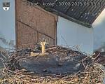 Capi_Dubne_20250830_065502.jpg