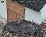 Capi_Dubne_20250830_070003.jpg