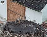 Capi_Dubne_20250830_071504.jpg