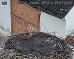 Capi_Dubne_20250830_072504.jpg