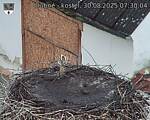 Capi_Dubne_20250830_073004.jpg
