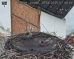 Capi_Dubne_20250830_074002.jpg