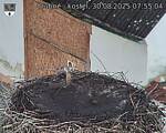Capi_Dubne_20250830_075504.jpg
