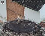 Capi_Dubne_20250830_080003.jpg