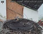 Capi_Dubne_20250830_081503.jpg