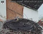 Capi_Dubne_20250830_083503.jpg