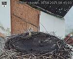Capi_Dubne_20250830_084503.jpg