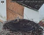 Capi_Dubne_20250830_085003.jpg