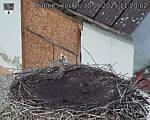 Capi_Dubne_20250830_112002.jpg