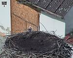 Capi_Dubne_20250830_121503.jpg