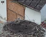 Capi_Dubne_20250830_125003.jpg