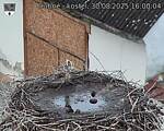 Capi_Dubne_20250830_160004.jpg
