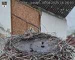 Capi_Dubne_20250830_162003.jpg