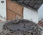Capi_Dubne_20250830_175002.jpg